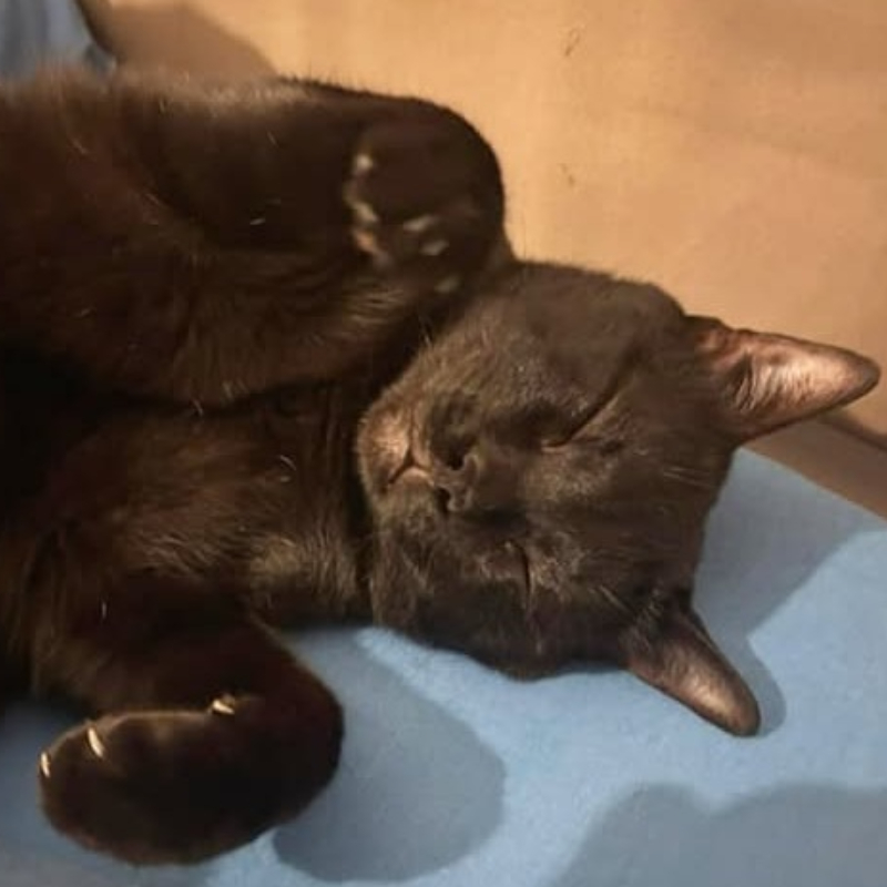 Pigro, una nuova casa, un nuovo inizio | Associazione Le Sfigatte