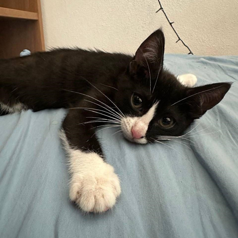 gatti adottati Le Sfigatte
