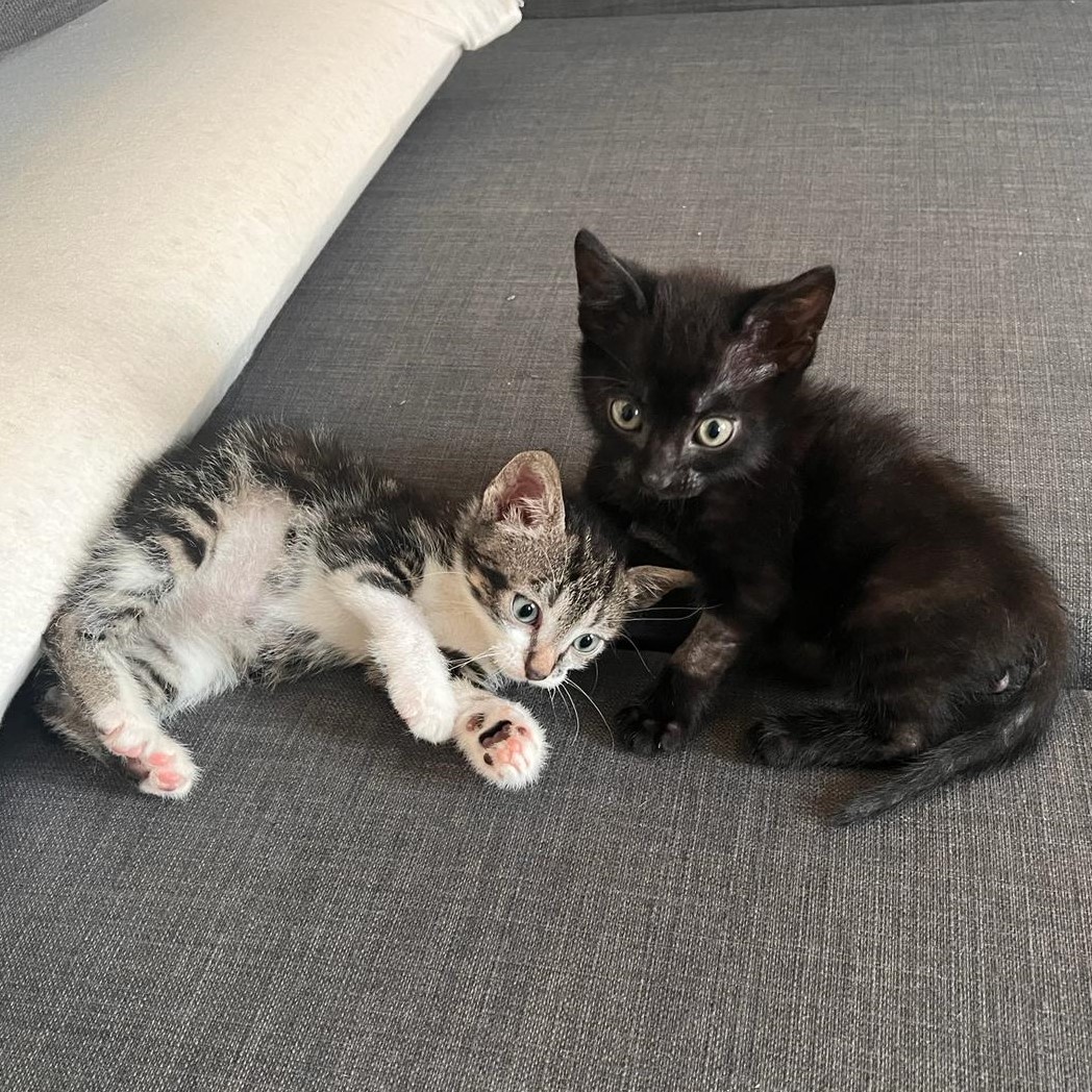 gatti adottati Le Sfigatte