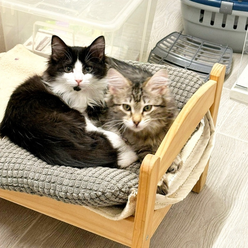 Pink e Floyd, in cerca di adozione | Associazione Le Sfigatte