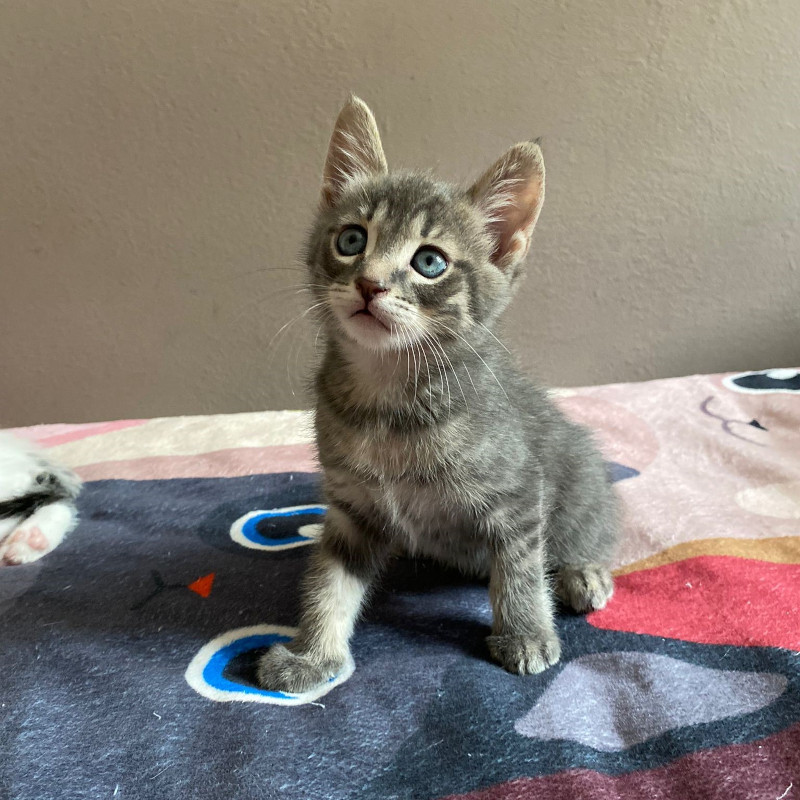 gatti adottati Le Sfigatte