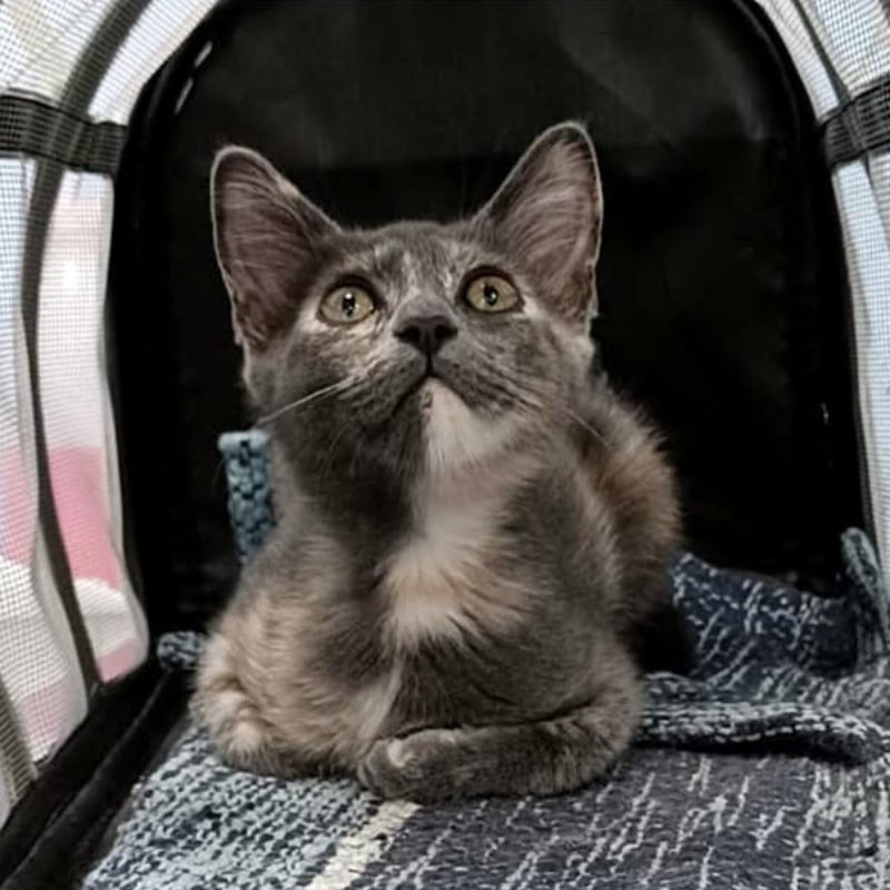 gatti adottati Le Sfigatte