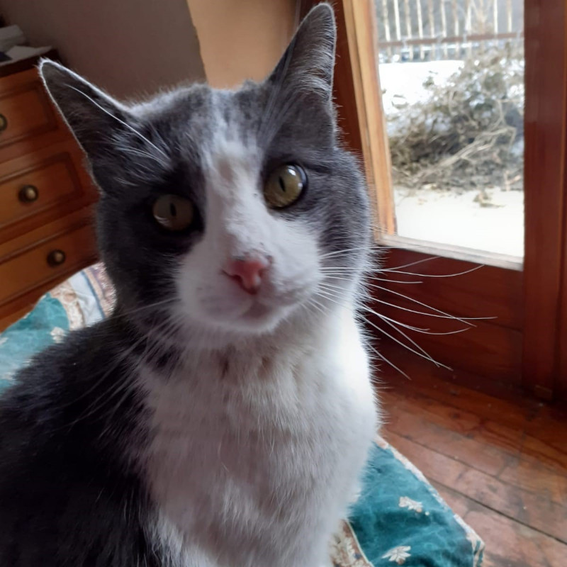 gatti adottati Le Sfigatte