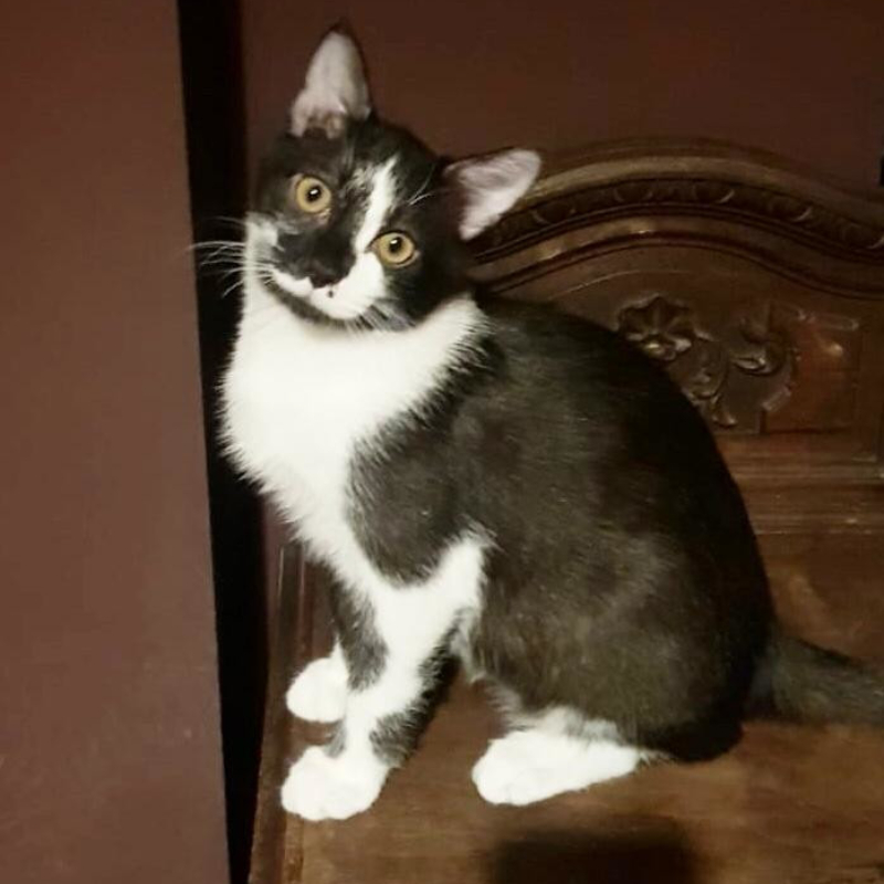 gatti adottati Le Sfigatte