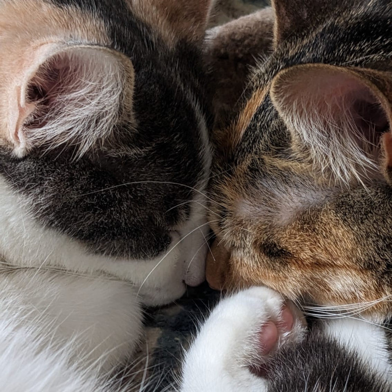 gatti adottati Le Sfigatte