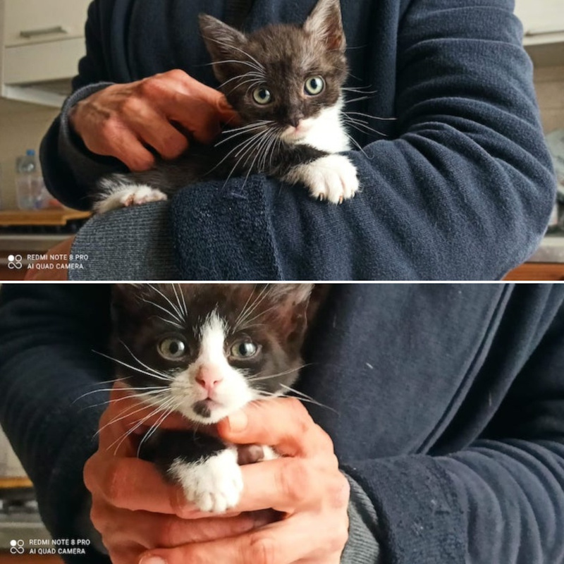 gatti adottati Le Sfigatte
