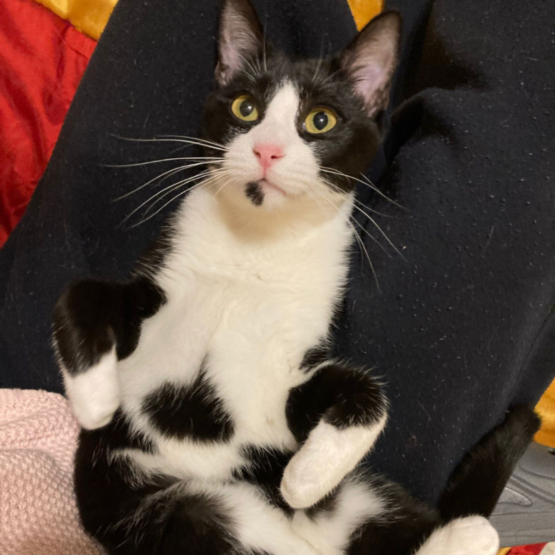 gatti adottati Le Sfigatte