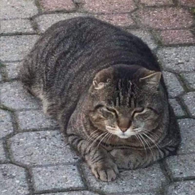 gatti adottati Le Sfigatte