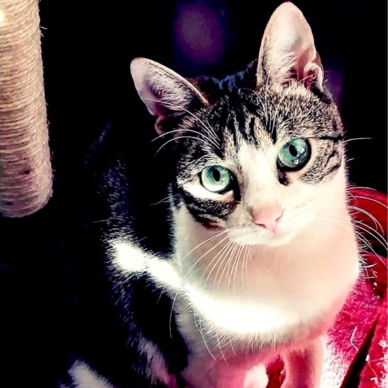 gatti adottati Le Sfigatte