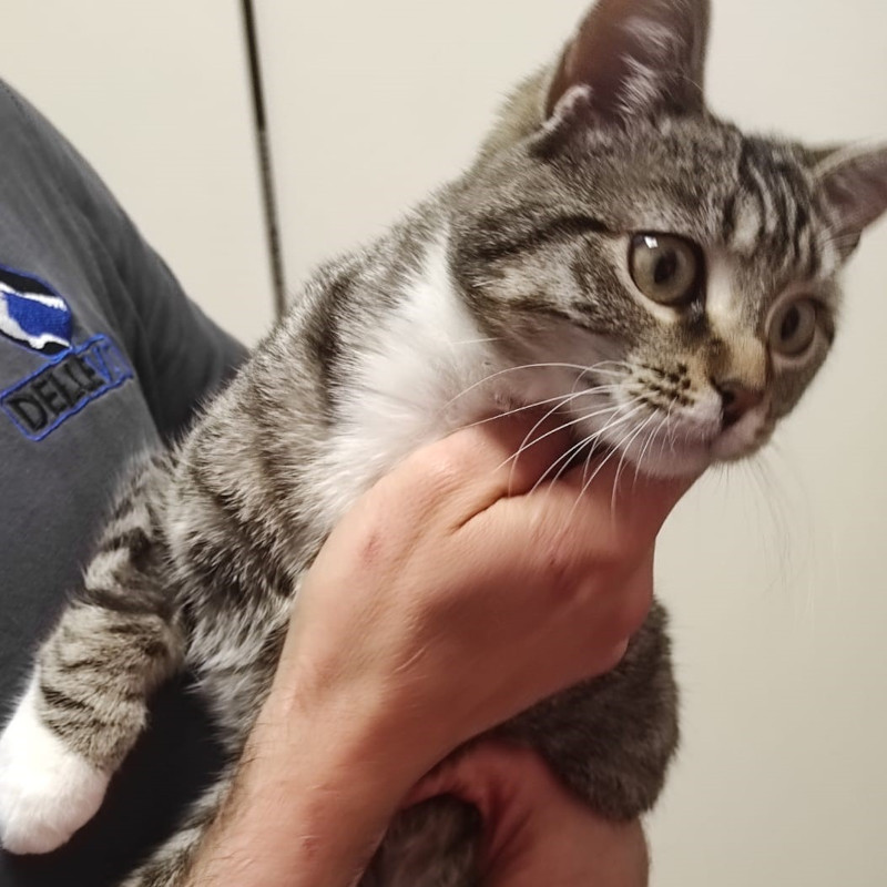 gatti adottati Le Sfigatte