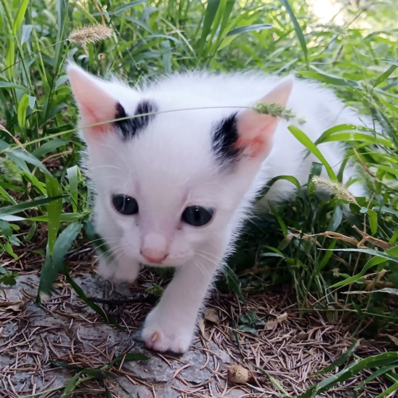 gatti adottati Le Sfigatte