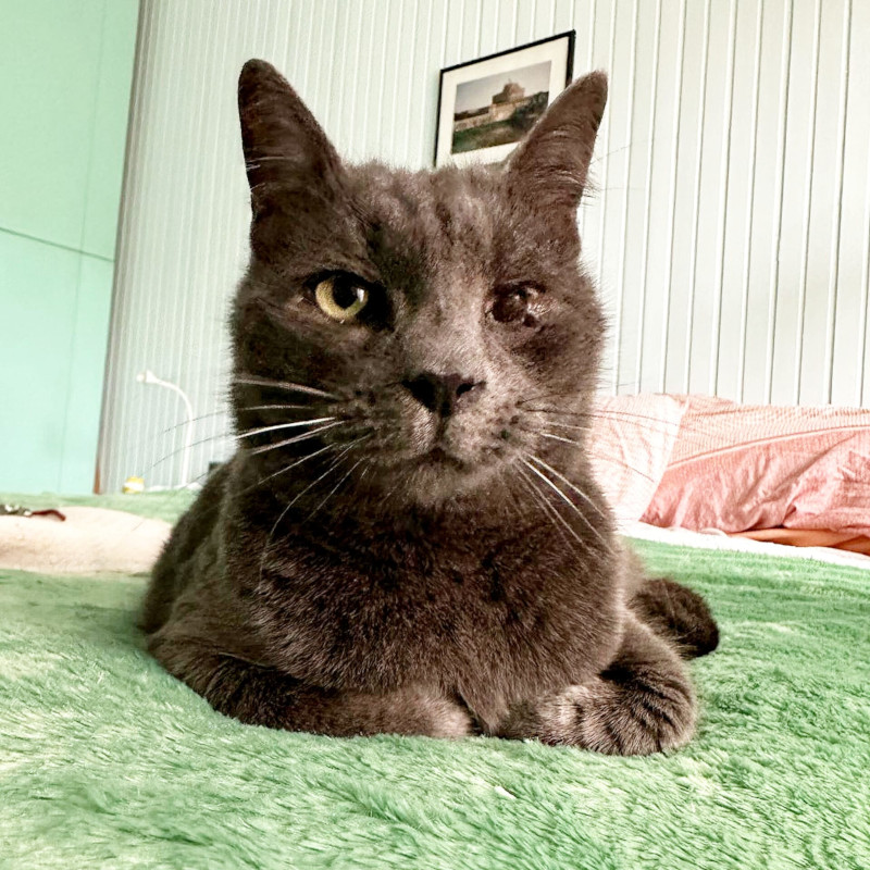 gatti adottati Le Sfigatte