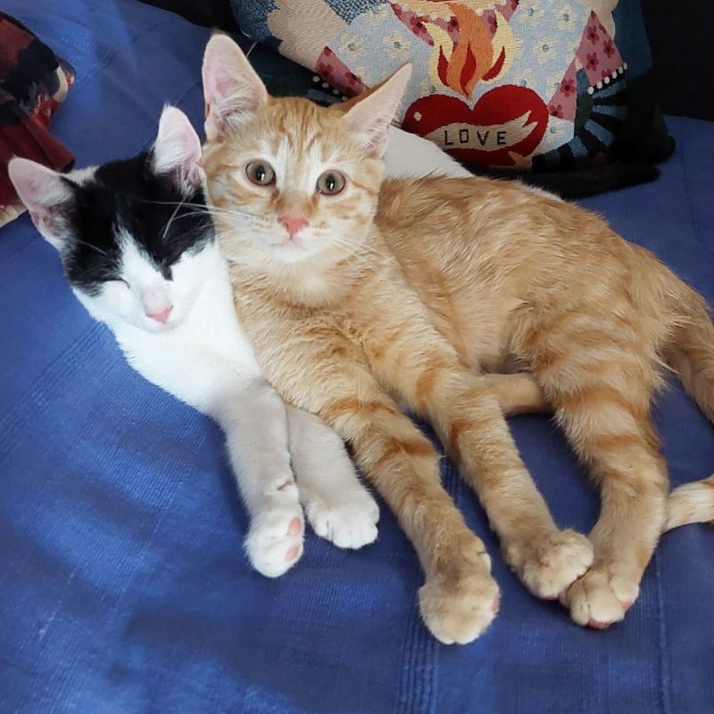 gatti adottati Le Sfigatte