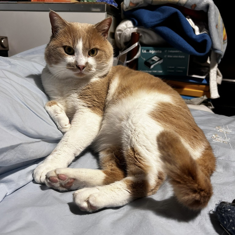 gatti adottati Le Sfigatte