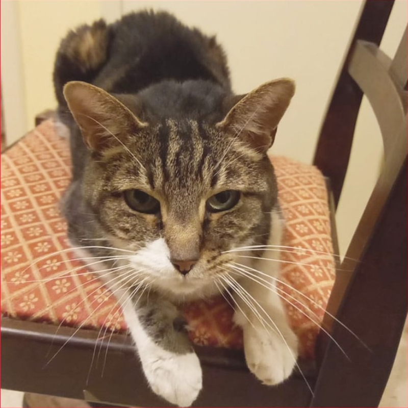 gatti adottati Le Sfigatte