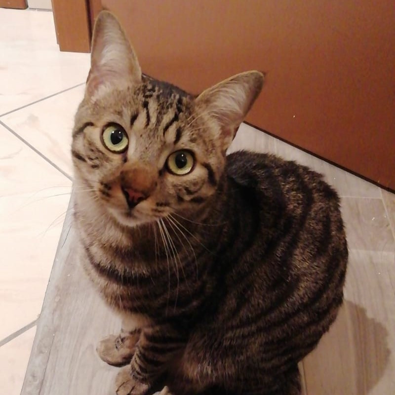 gatti adottati Le Sfigatte