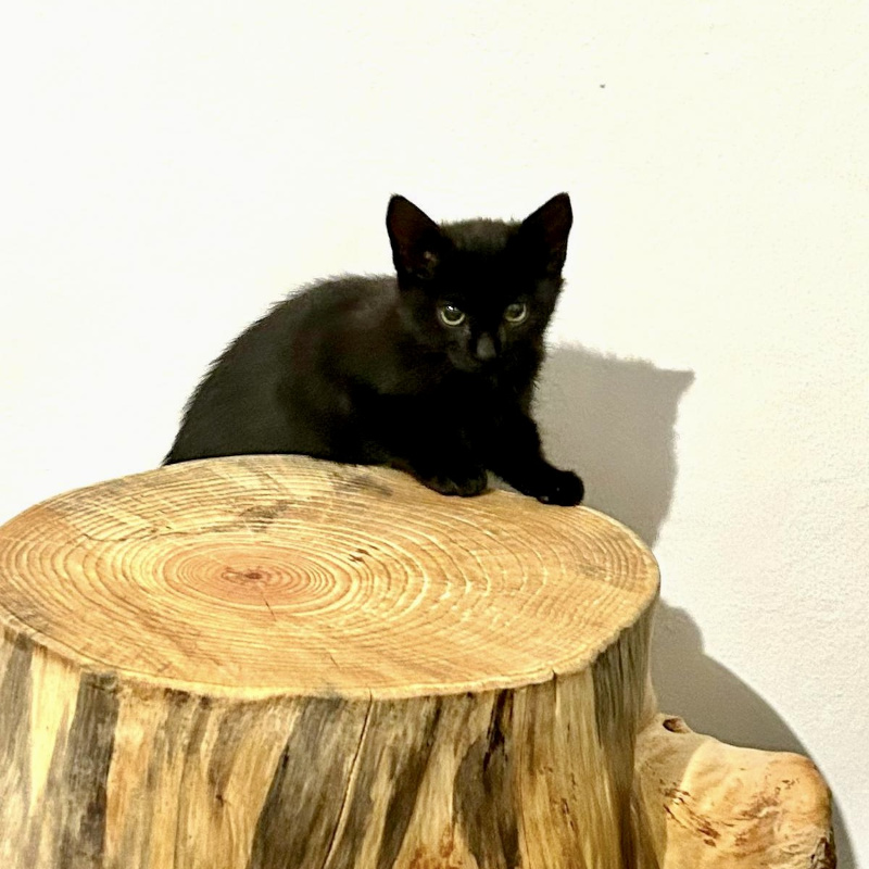 gatti adottati Le Sfigatte