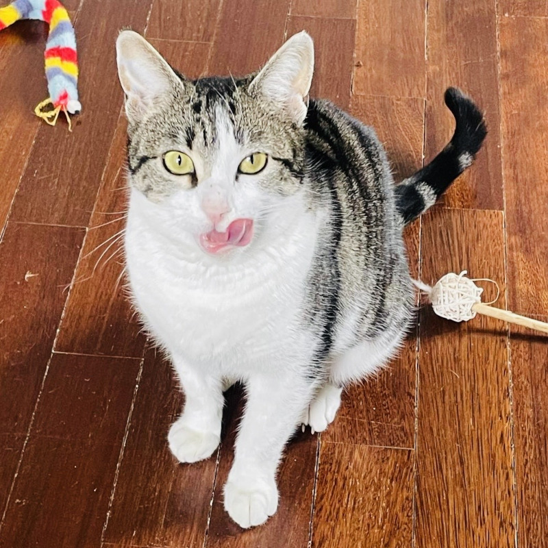 Primula, in cerca di adozione | Associazione Le Sfigatte