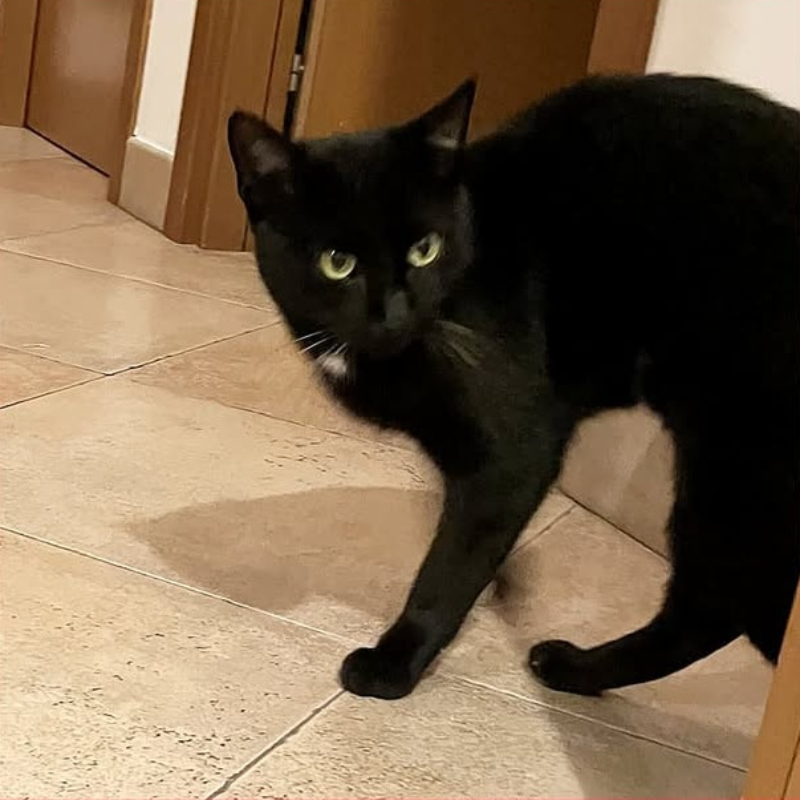 gatti adottati Le Sfigatte