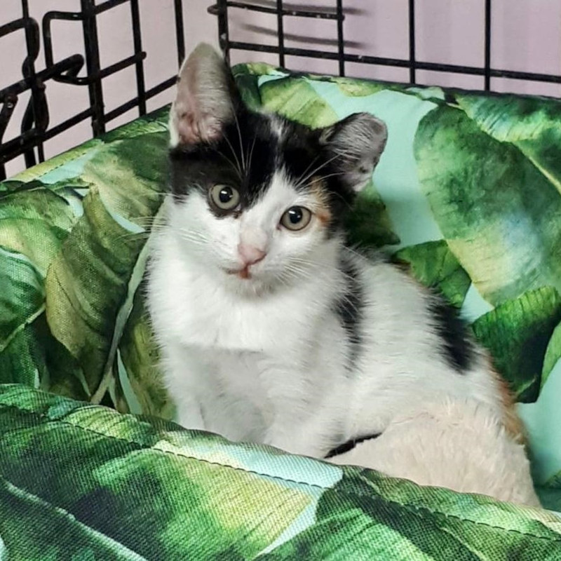 gatti adottati Le Sfigatte