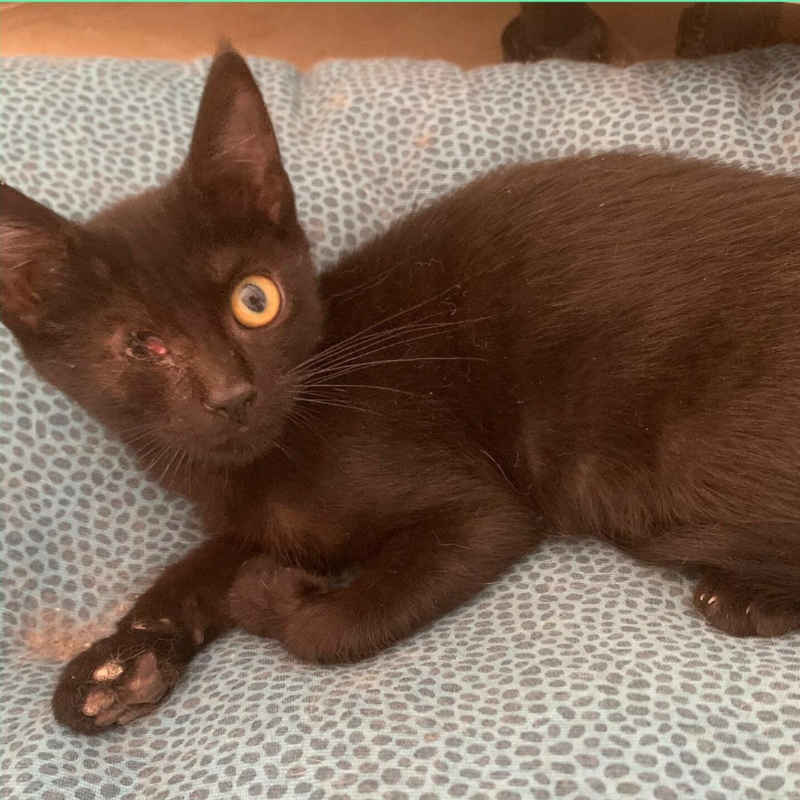 gatti adottati Le Sfigatte