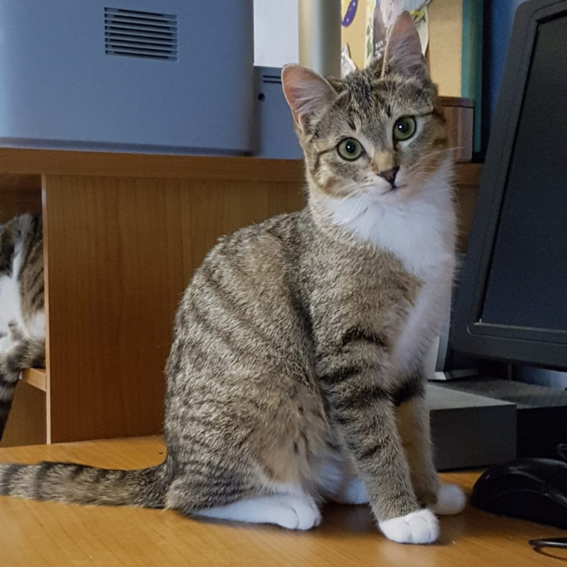 gatti adottati Le Sfigatte