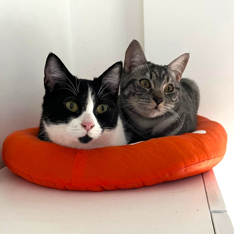 gatti adottati Le Sfigatte