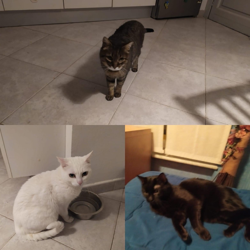 gatti adottati Le Sfigatte