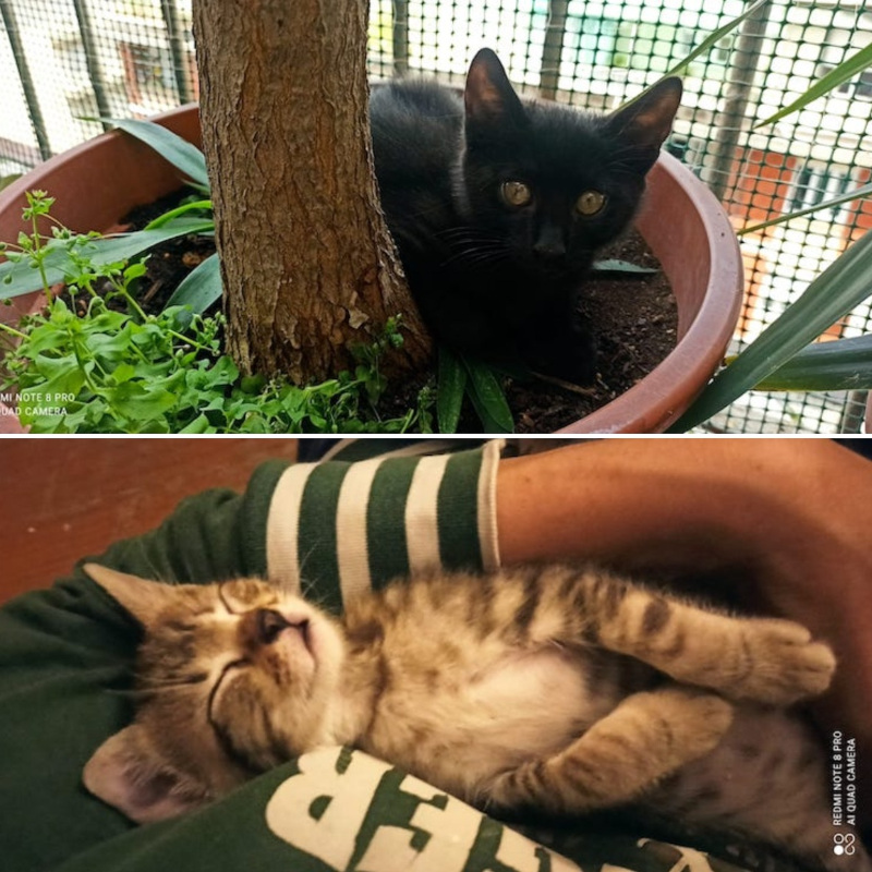 gatti adottati Le Sfigatte