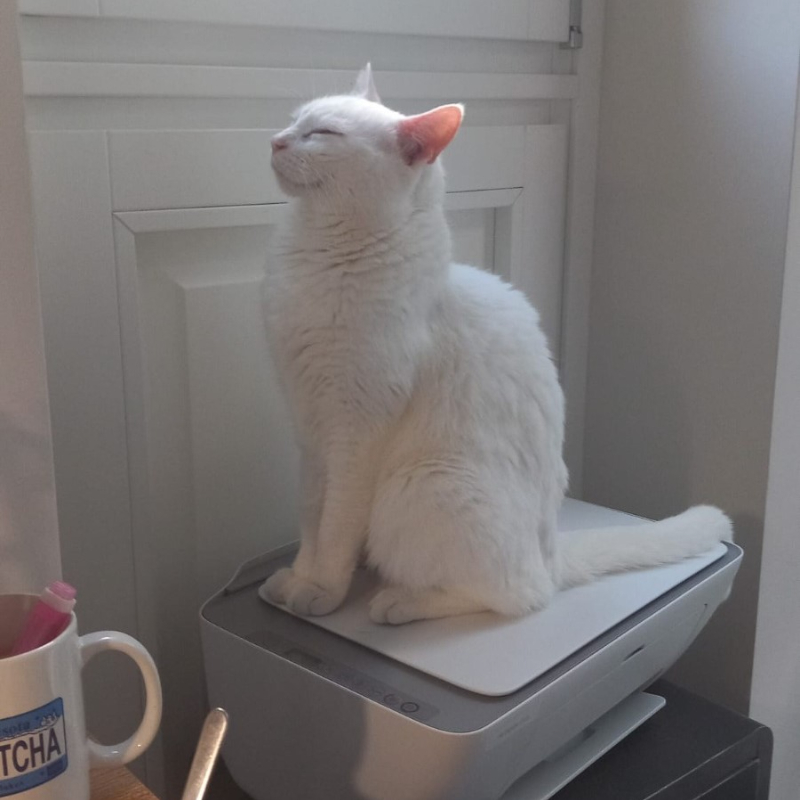 gatti adottati Le Sfigatte