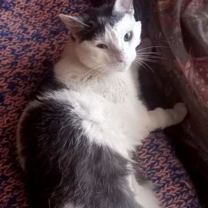 gatti adottati Le Sfigatte