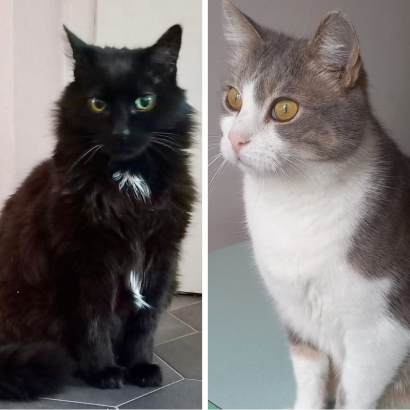 gatti adottati Le Sfigatte