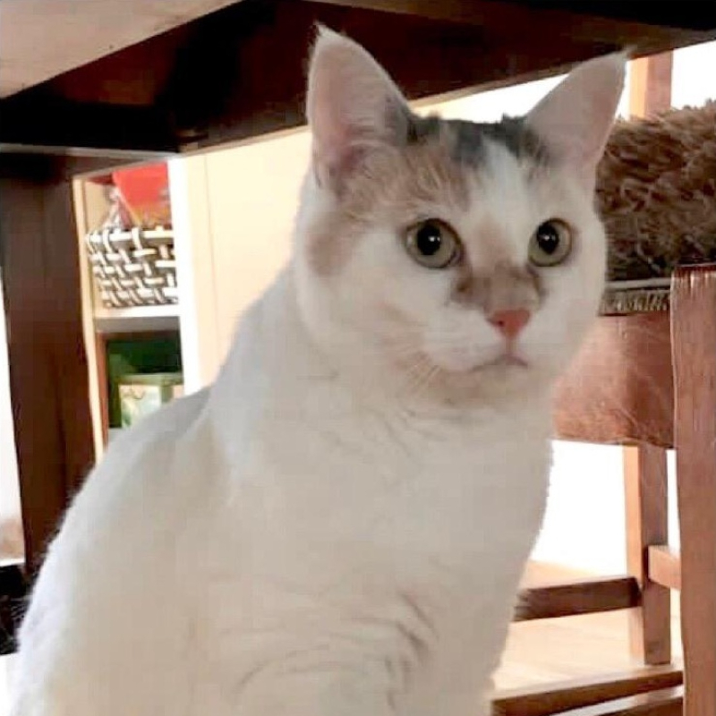gatti adottati Le Sfigatte
