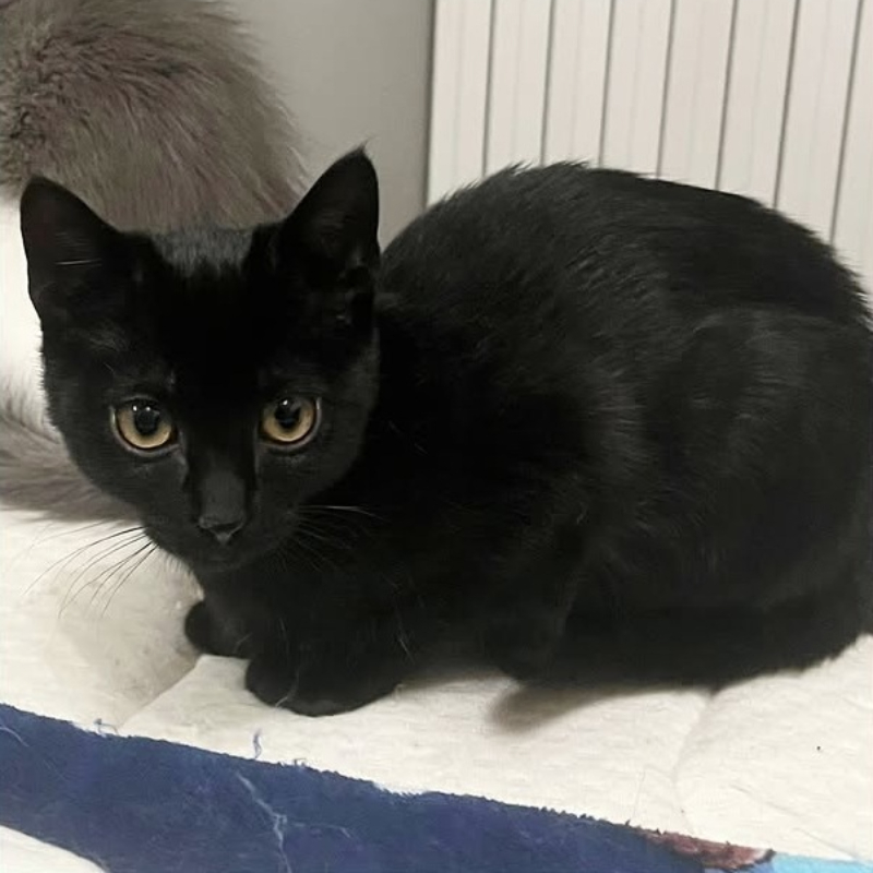 Pumba, in cerca di adozione | Associazione Le Sfigatte