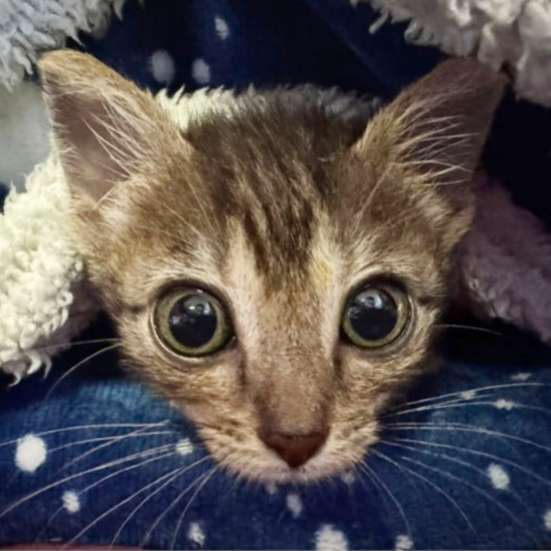 Pupetta, in cerca di adozione | Associazione Le Sfigatte