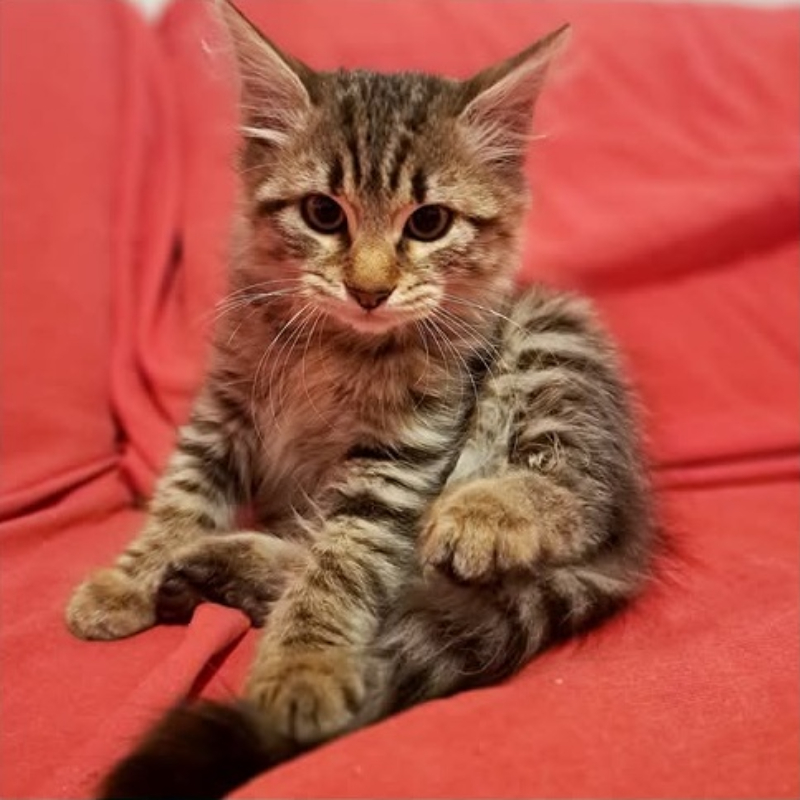 gatti adottati Le Sfigatte