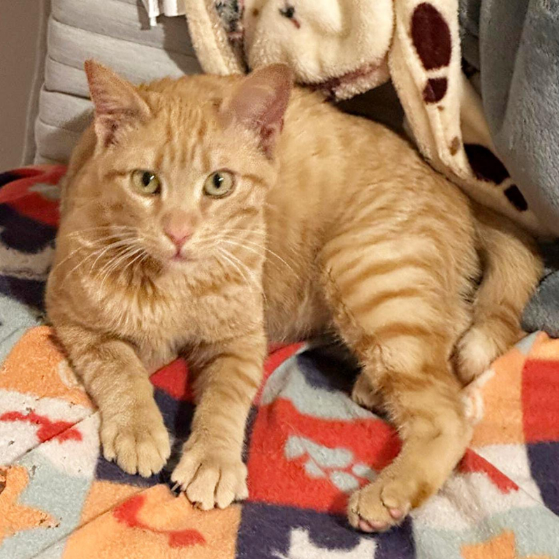 gatti adottati Le Sfigatte