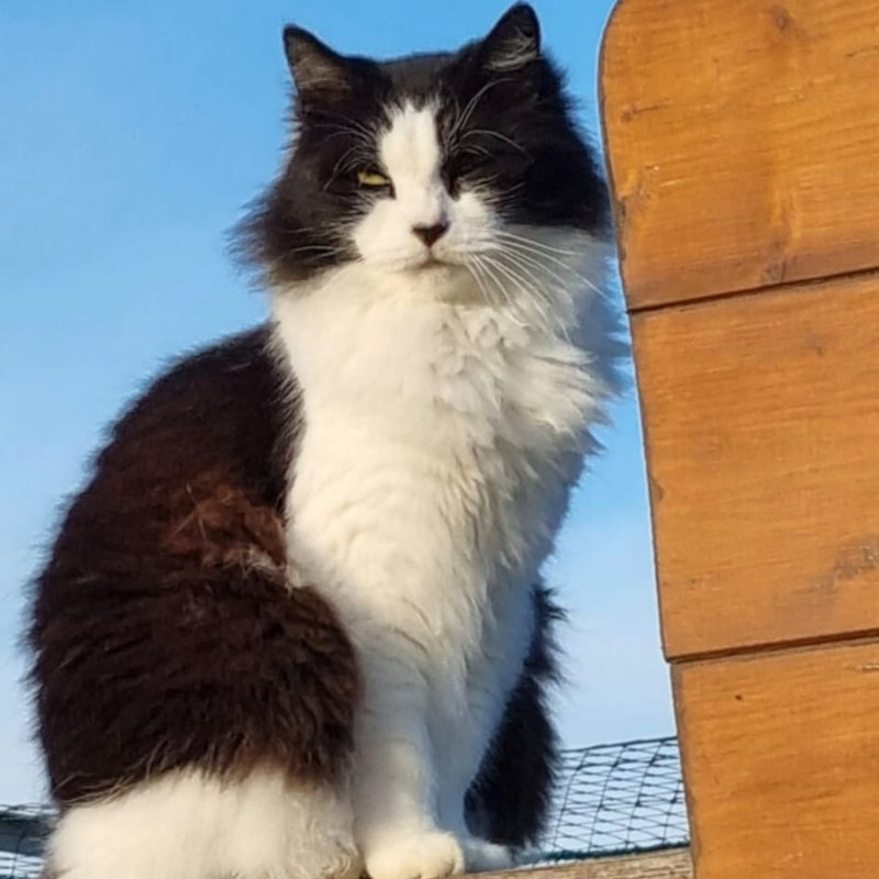 Adotta a distanza Raffaella | Associazione Le Sfigatte