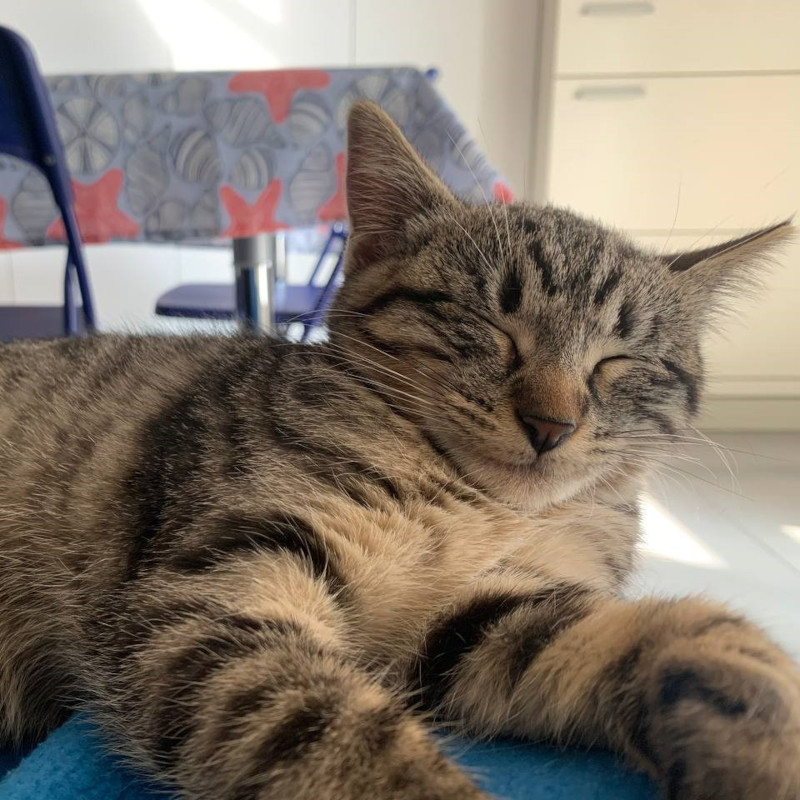 gatti adottati Le Sfigatte