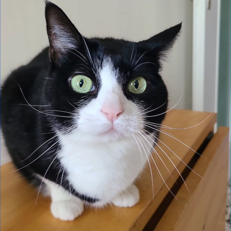 Rami, in cerca di adozione tramite Associazione Le Sfigatte