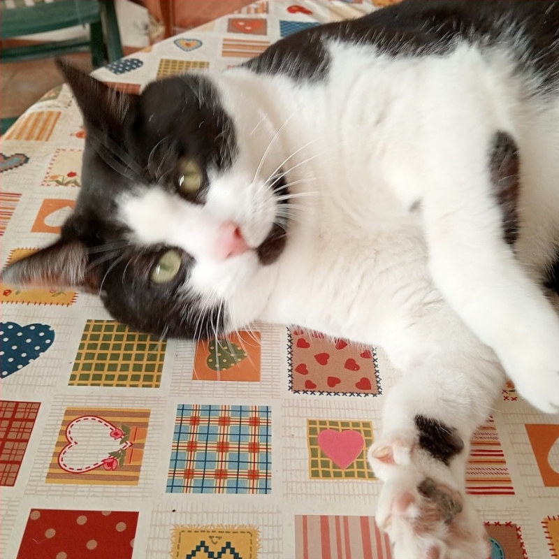 Ray, in cerca di adozione tramite Associazione Le Sfigatte