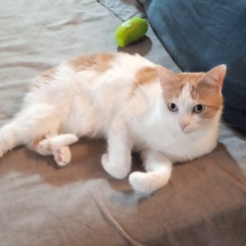 gatti adottati Le Sfigatte