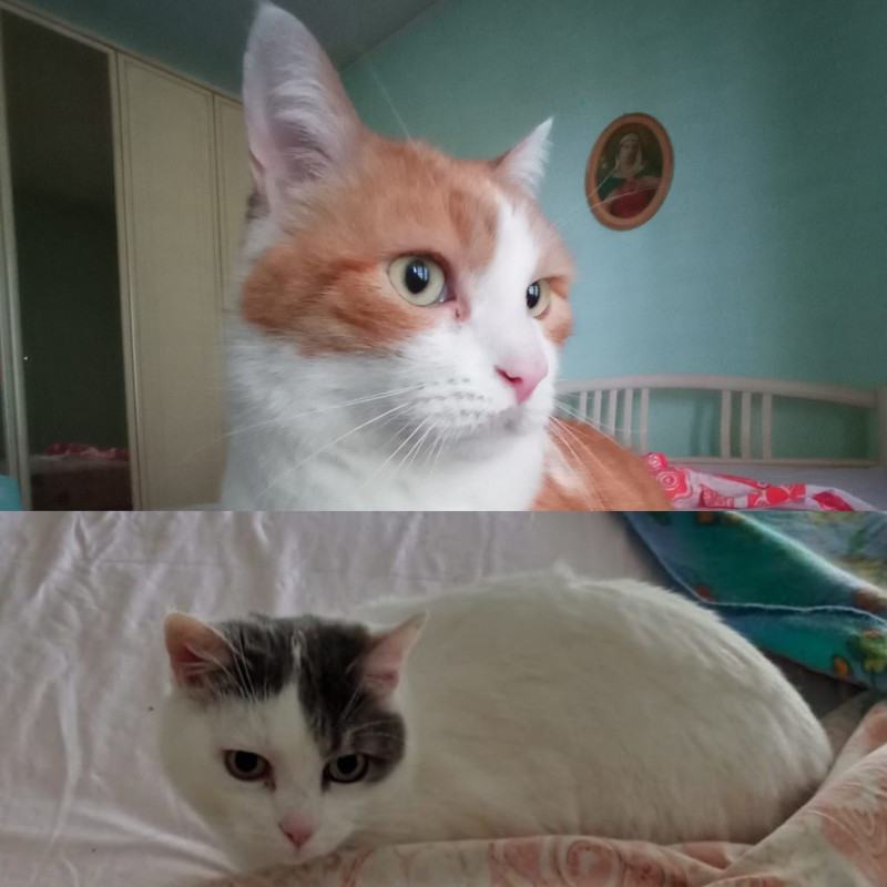gatti adottati Le Sfigatte