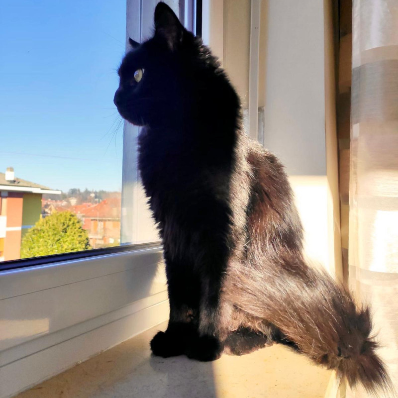 gatti adottati Le Sfigatte