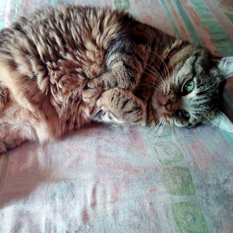 gatti adottati Le Sfigatte