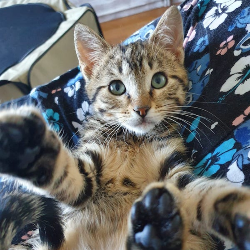 gatti adottati Le Sfigatte