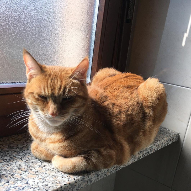 gatti adottati Le Sfigatte