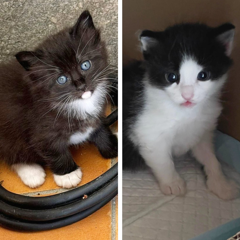gatti adottati Le Sfigatte