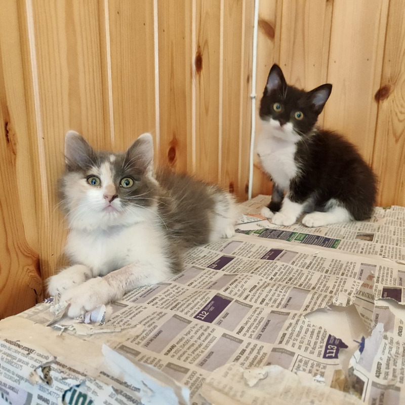 gatti adottati Le Sfigatte