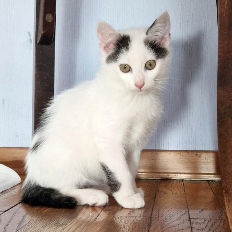 gatti adottati Le Sfigatte